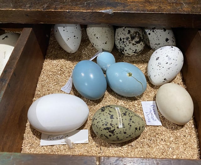 Police op cracks international birds egg conspiracy