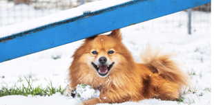 Big freeze: RSPCA tips to keep animals safe as cold snap hits