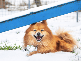 Big freeze: RSPCA tips to keep animals safe as cold snap hits