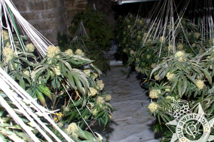 Cannabis was found growing in eight rooms at the disused Chepstow shop 