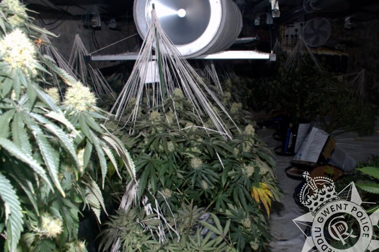 There were more than 650 cannabis plants growing in the five-storey town centre building in Chepstow