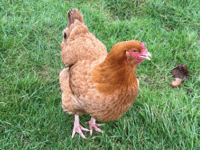 Bird shows, exhibitions and sales halted   as bird flu fears grow
