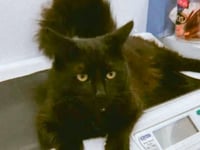 Help fund the treatment for a rescued kitten