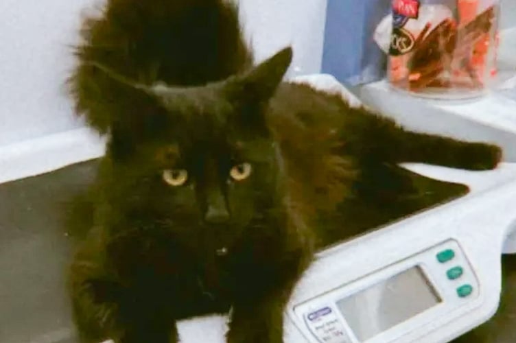 Little kitten Salem needs your help