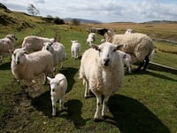 Stand up for UK farming in any US trade deal, UK farming unions urge
