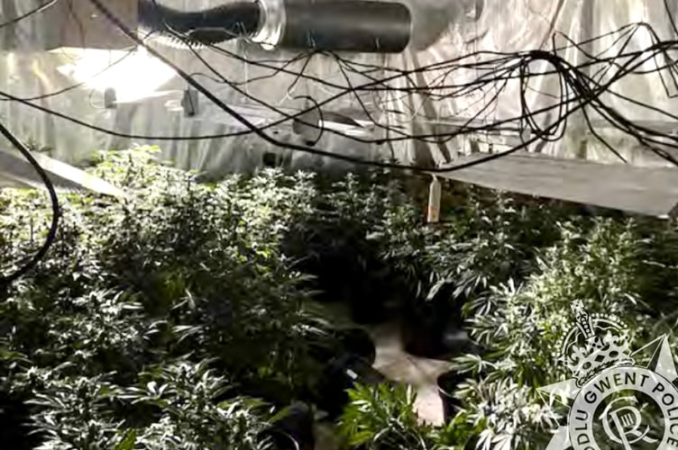 Cannabis plants worth £112,000 were found at Grove farm beside the M4