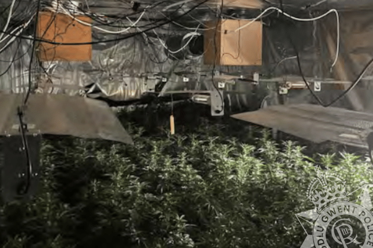 Some 90 police including armed officers raided the organised crime gang cannabis factory