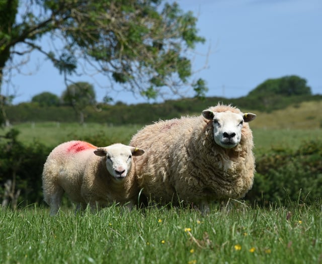 Major reform of Welsh meat promotion body urged by Senedd committee