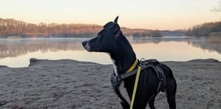 Could you provide a temporary home to a dog in need?