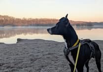 Could you provide a temporary home to a dog in search of a forever family?