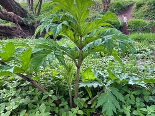 Council warns residents to avoid giant hogweed
