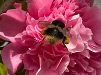 A bumblebee workshop is being held in Trellech