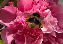 A bumblebee workshop is being held in Trellech