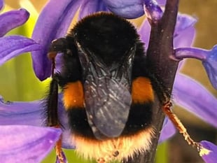 Join the Monmouthshire bee walk
