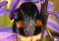 Discover Monmouthshire's bees