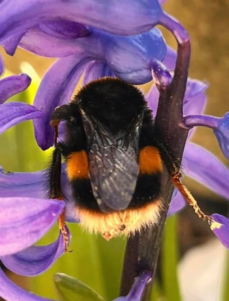 Bumble Bee - Rita Wasliwska