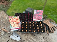The vegetables you should be planting in your garden right now