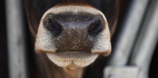 Farming unions welcome all-Wales Bluetongue Restricted Zone