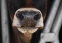 Farming unions welcome all-Wales Bluetongue Restricted Zone