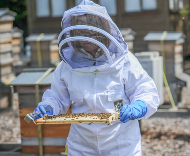 Ceri's keeping buzzy as Gwent's first master beekeeper