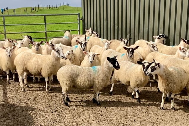 Blowfly warning for South Wales sheep farmers