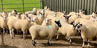 Blowfly warning for South Wales sheep farmers