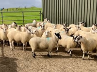 Blowfly warning for South Wales sheep farmers