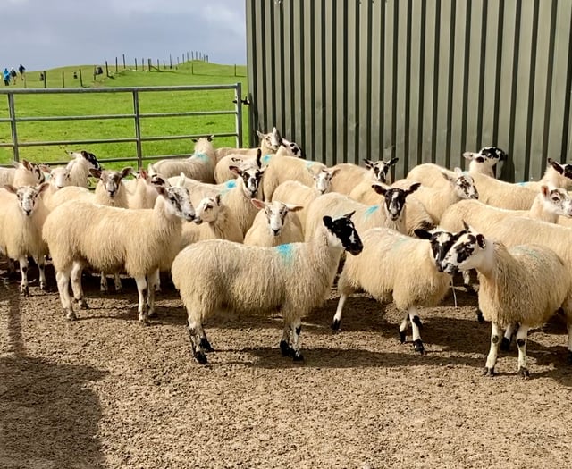 Blowfly warning for South Wales sheep farmers