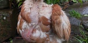 A new home for Bluebell thanks to hen-rehoming volunteers