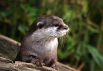 Forestry England gives otter-spotting tips on World Otter Day