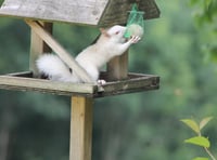 
Is Monmouthshire at risk of an invasion by crack-eating squirrels? 
