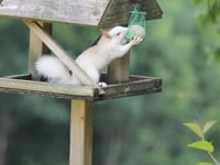 
Is Monmouthshire at risk of an invasion by crack-eating squirrels? 