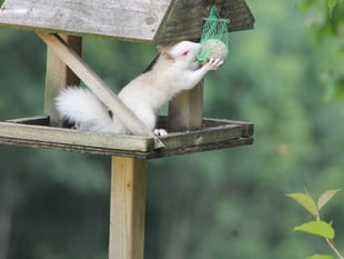 
Is Monmouthshire at risk of an invasion by crack-eating squirrels? 