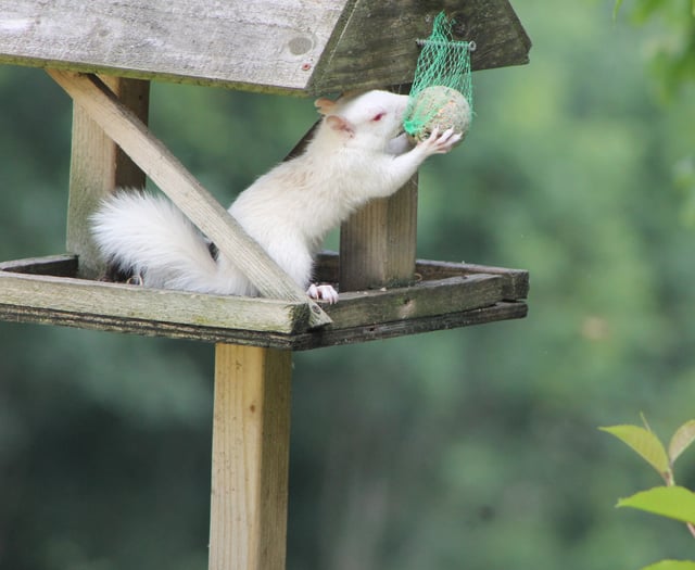 
Is Monmouthshire at risk of an invasion by crack-eating squirrels? 