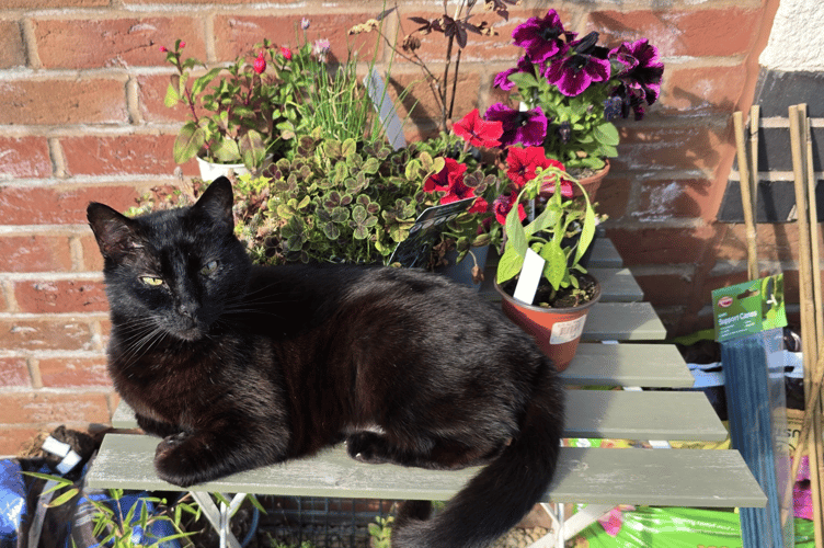 Rescue cat, Beorn relaxing in the sun
