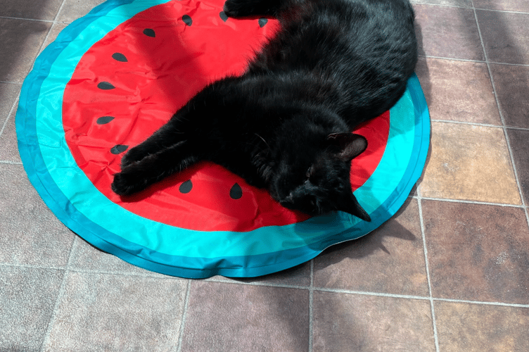 Salem the cat sunbathing