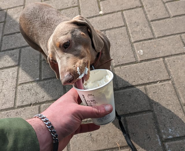 Monmouthshire pets enjoy summer fun