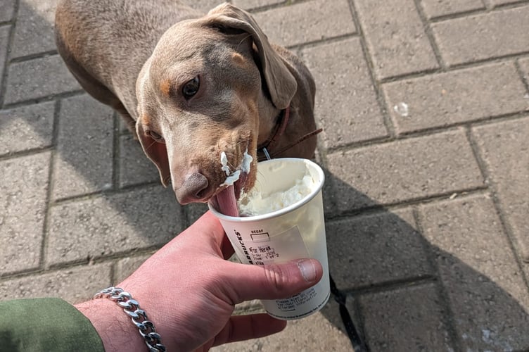Belle enjoying a puppuccino