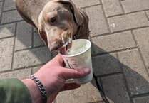 See Monmouthshire pets enjoying summer!