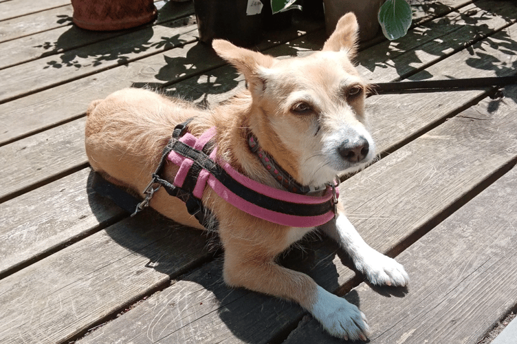 A dog enjoying the warm summers day