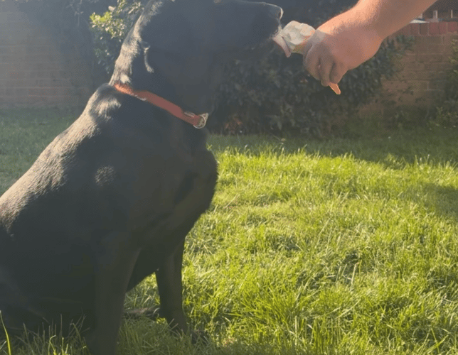 Dog eating icecream