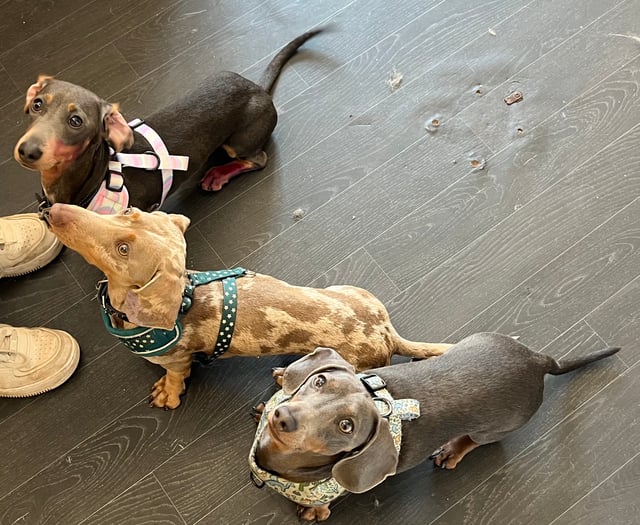 Tips to keep dogs safe in the Chepstow heat