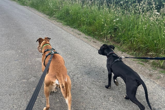 Scenic dog walks in Chepstow & Monmouth