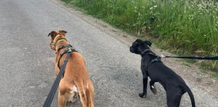 Scenic dog walks in Chepstow & Monmouth