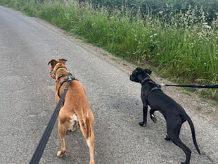 Scenic dog walks in Chepstow & Monmouth