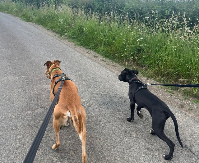 Scenic dog walks in Chepstow & Monmouth