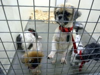 Rise in animal cruelty calls to the RSPCA in Wales