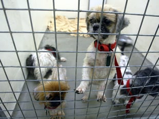 Rise in animal cruelty calls to the RSPCA in Wales