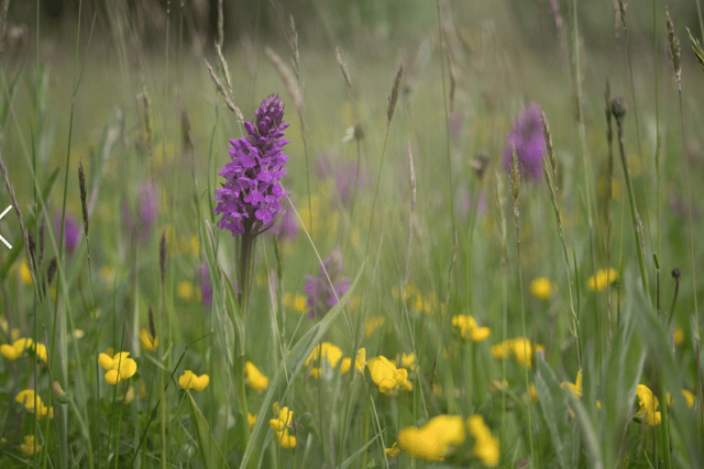 Monmouthshire boosts nature recovery
