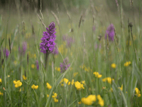Monmouthshire boosts nature recovery